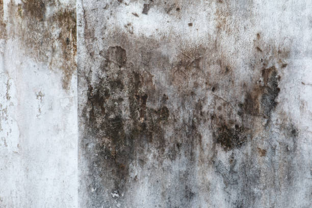Best Forensic Mold Investigation  in Welcome, SC
